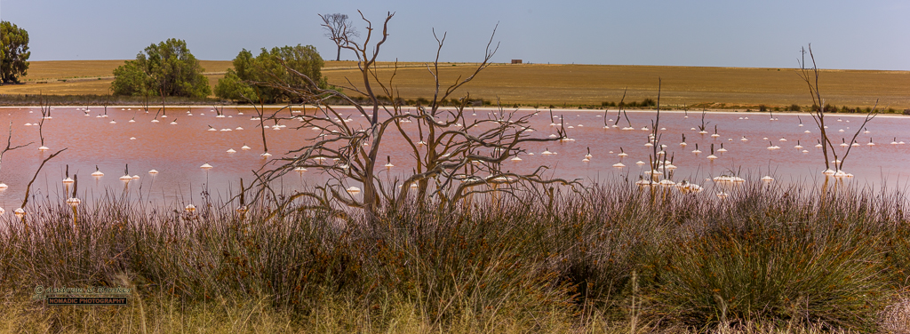 Pink Lake Bouys